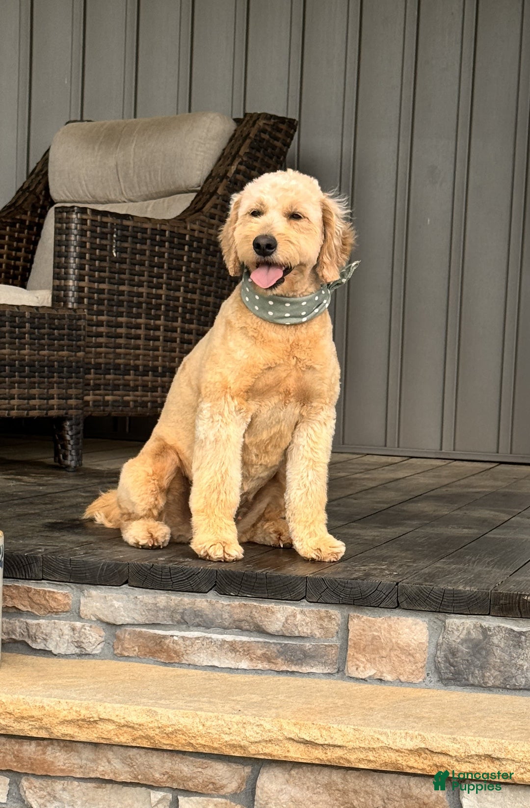 Mini Goldendoodle dogs for sale: Mia - Image 4
