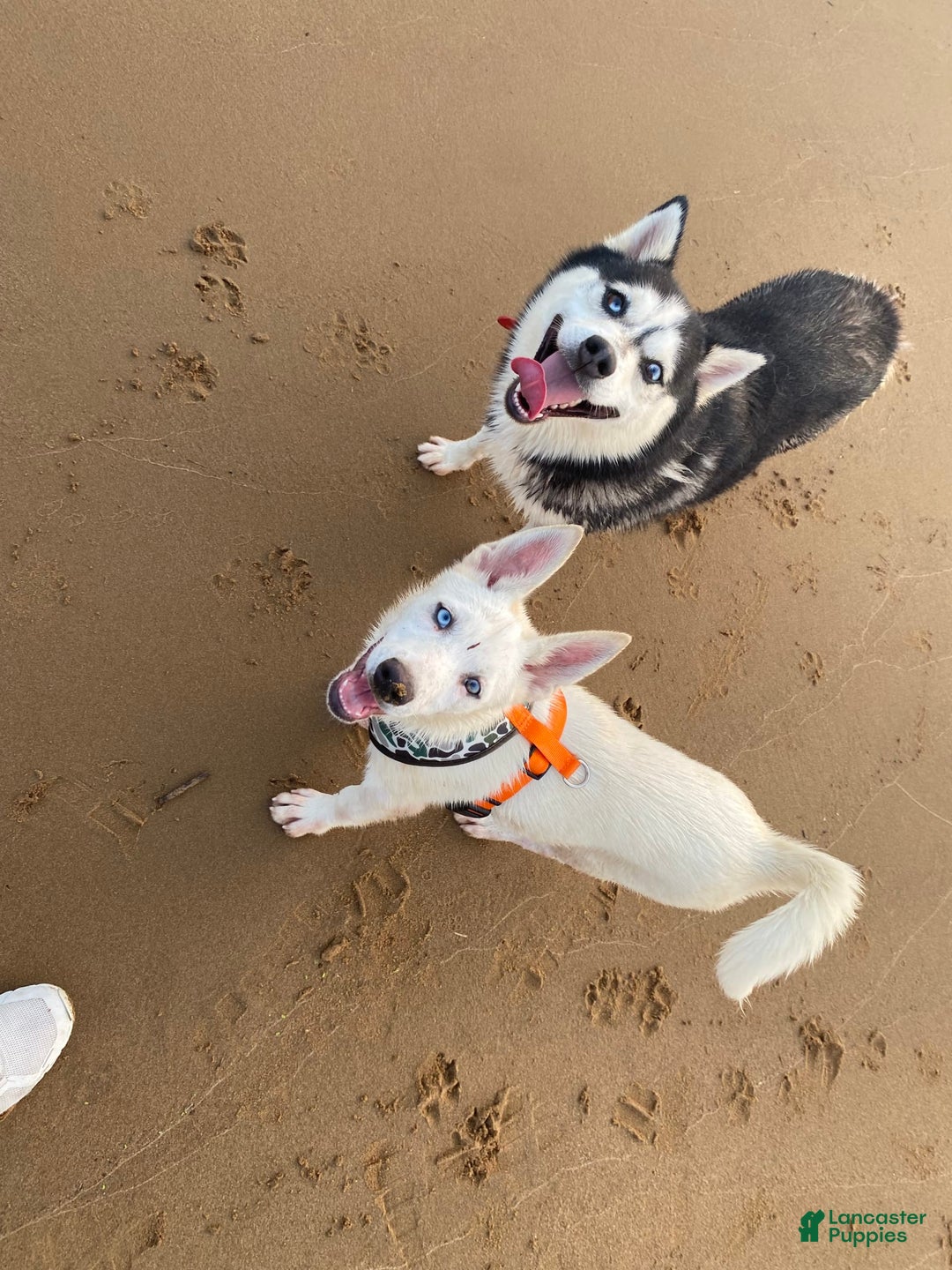 Pomsky dogs for sale: Digger - Image 5