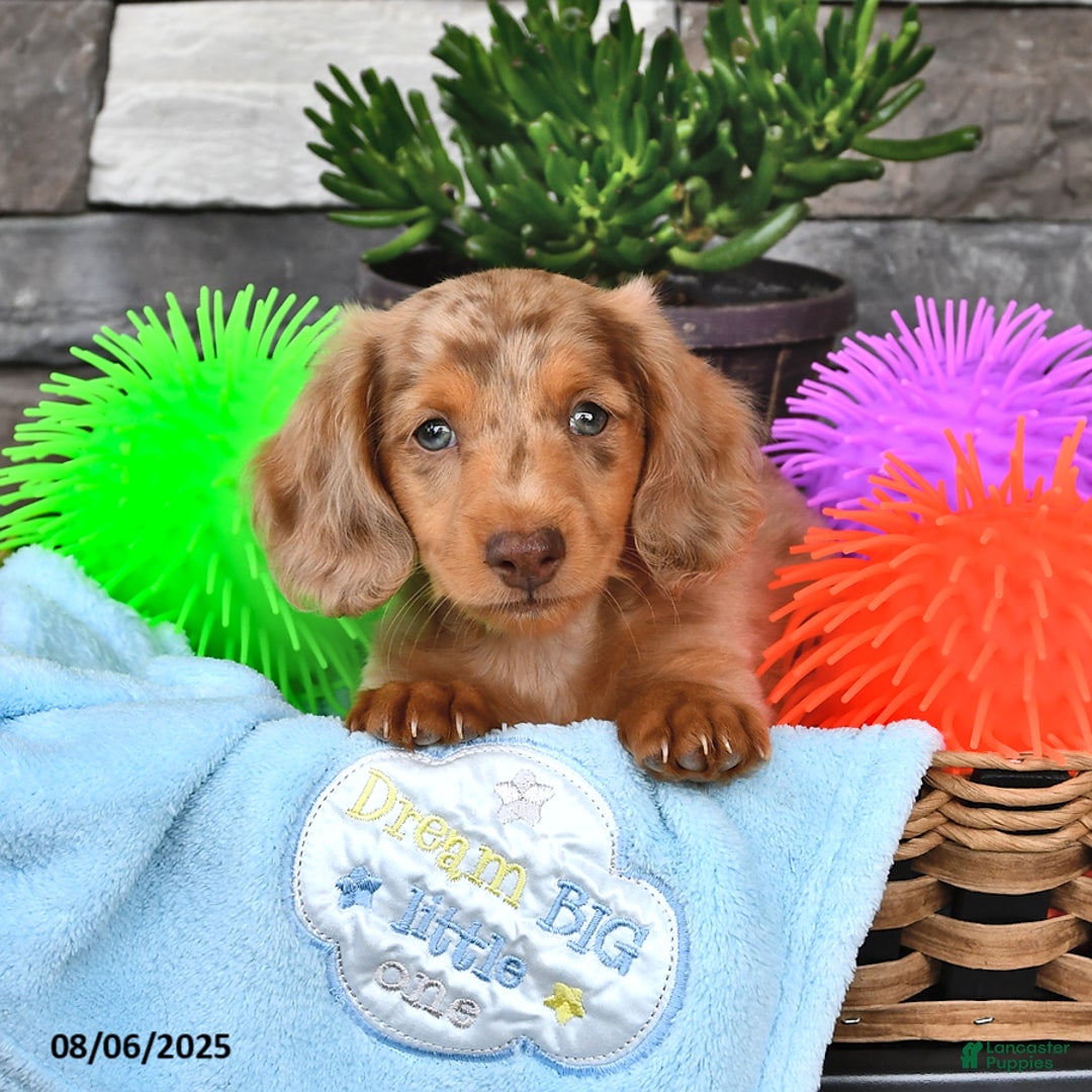 Miniature Dachshund dogs for sale: Blondie Boy - Image 5