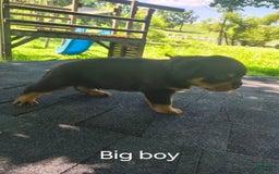 Rottweiler dogs for sale: Pretty Boy - Image 1