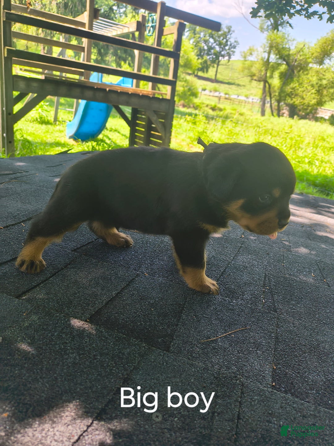 Rottweiler dogs for sale: Pretty Boy - Image 1