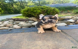 French Bulldog dogs for sale: Rocky - Image 1