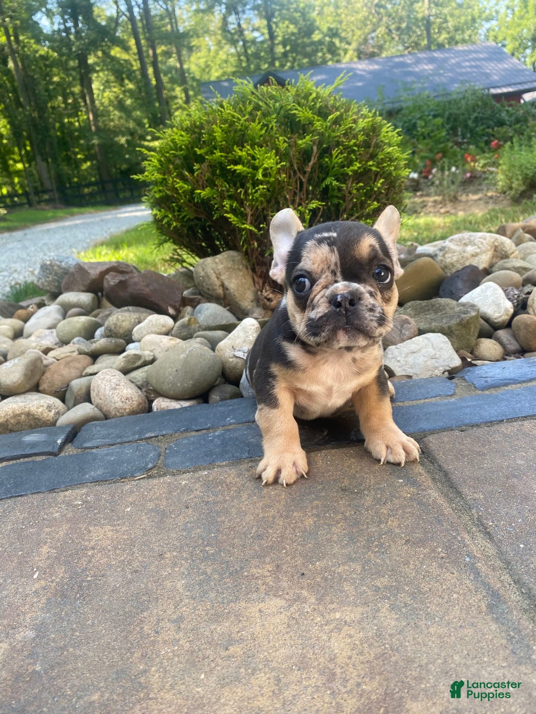 French Bulldog dogs for sale: Rocky - Image 1