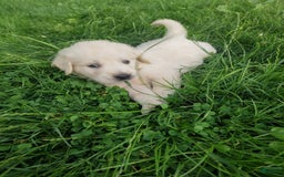Golden Retriever dogs for sale: Pebbles - Image 4