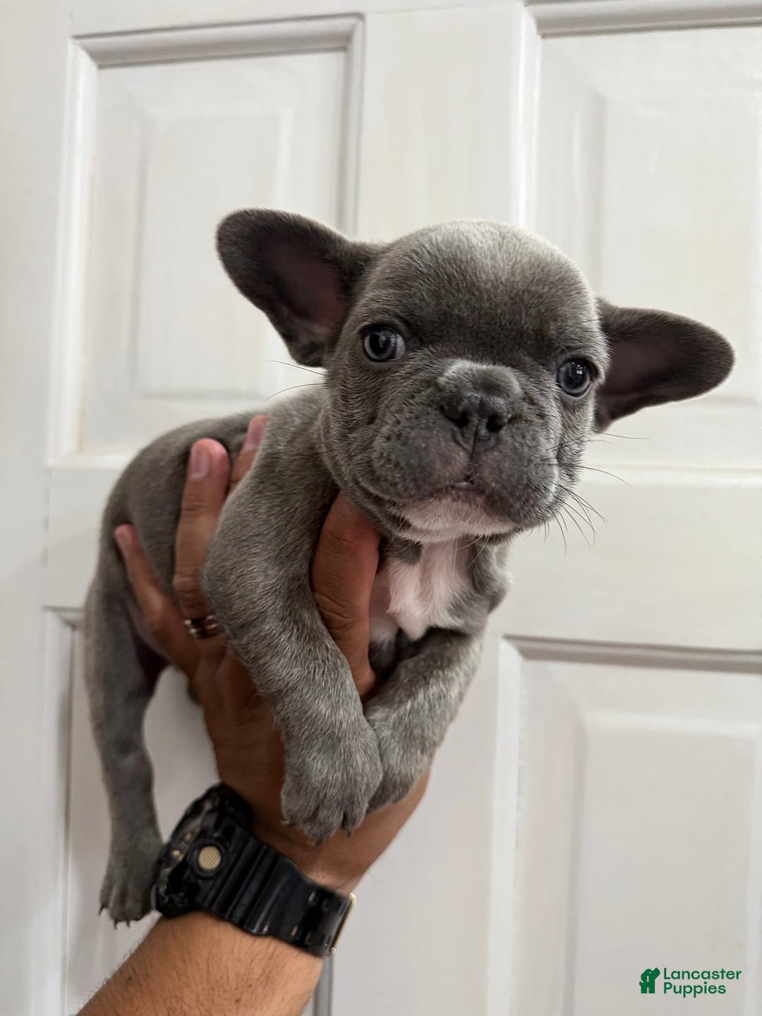 French Bulldog dogs for sale: N/a - Image 1