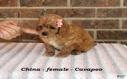 Cavapoo dogs for sale: China - Image 5