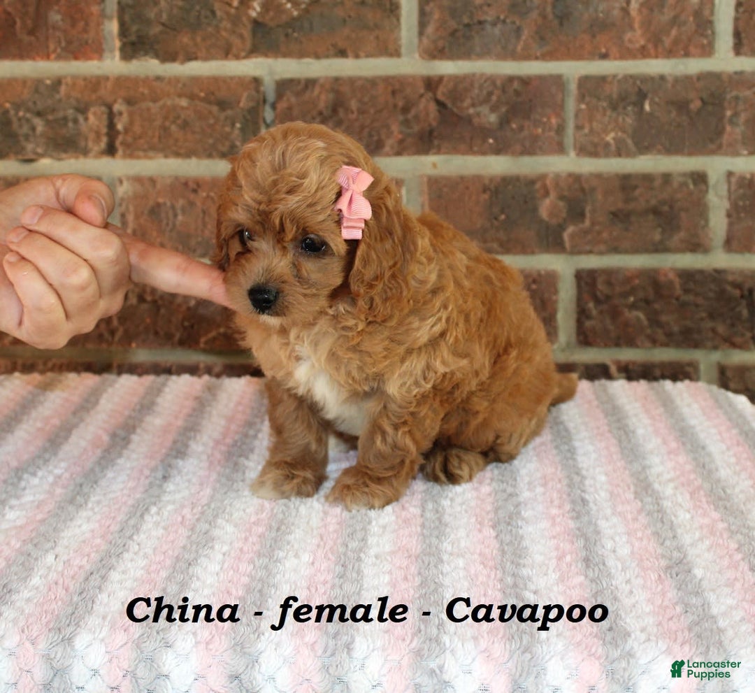 Cavapoo dogs for sale: China - Image 5