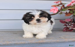 Teddy Bear dogs for sale: Lori - Image 1