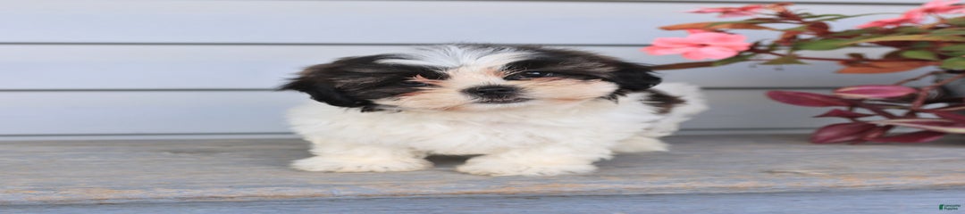 Lori