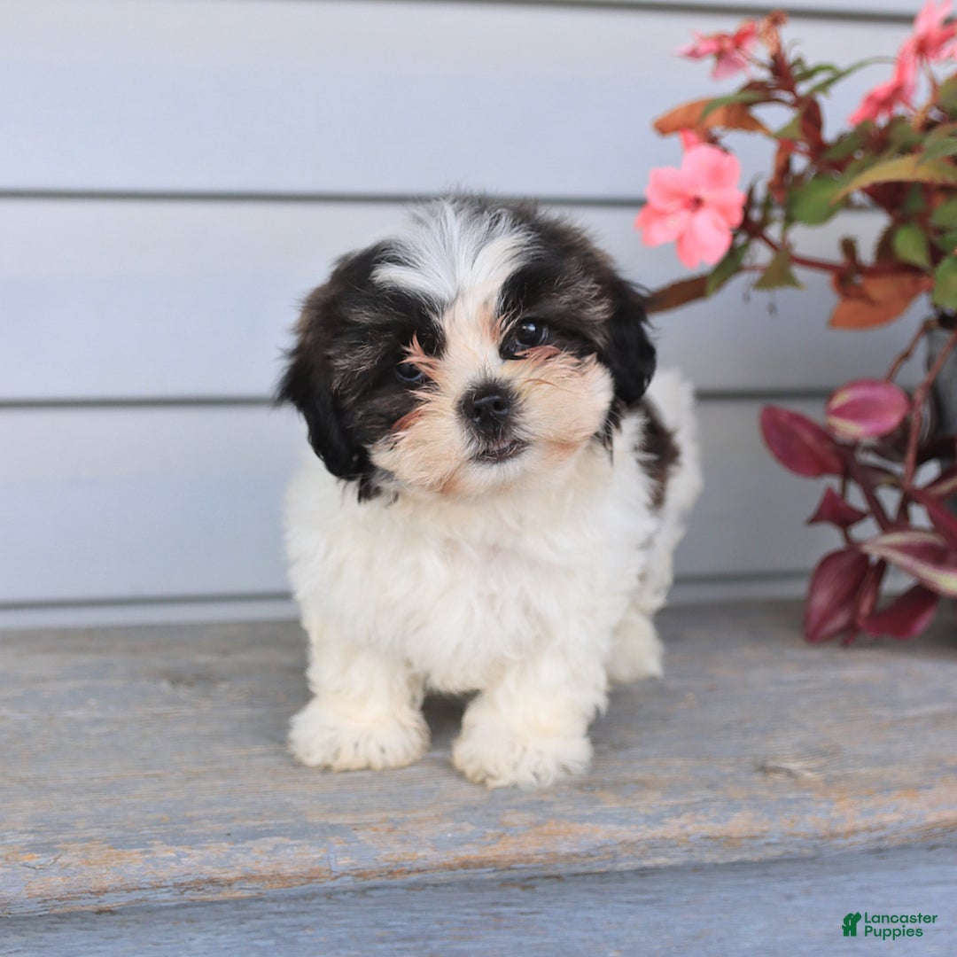 Teddy Bear dogs for sale: Lori - Image 1