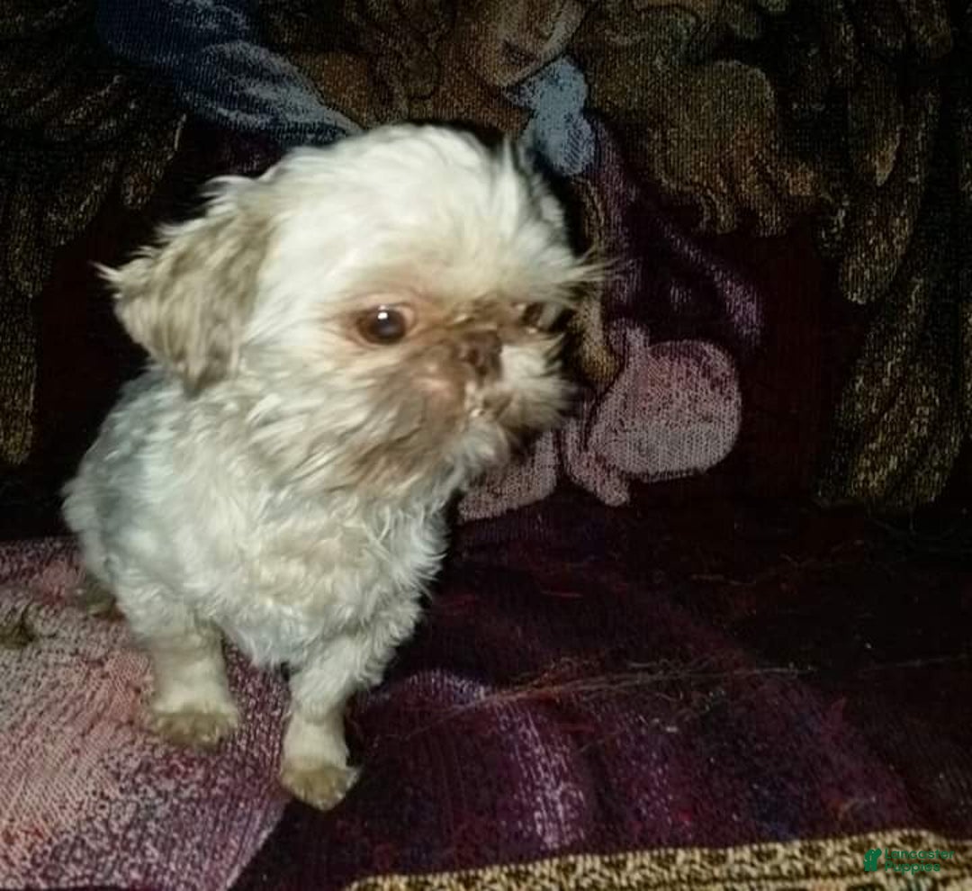 Shih Tzu dogs for sale: Tiny Jasper - Image 25