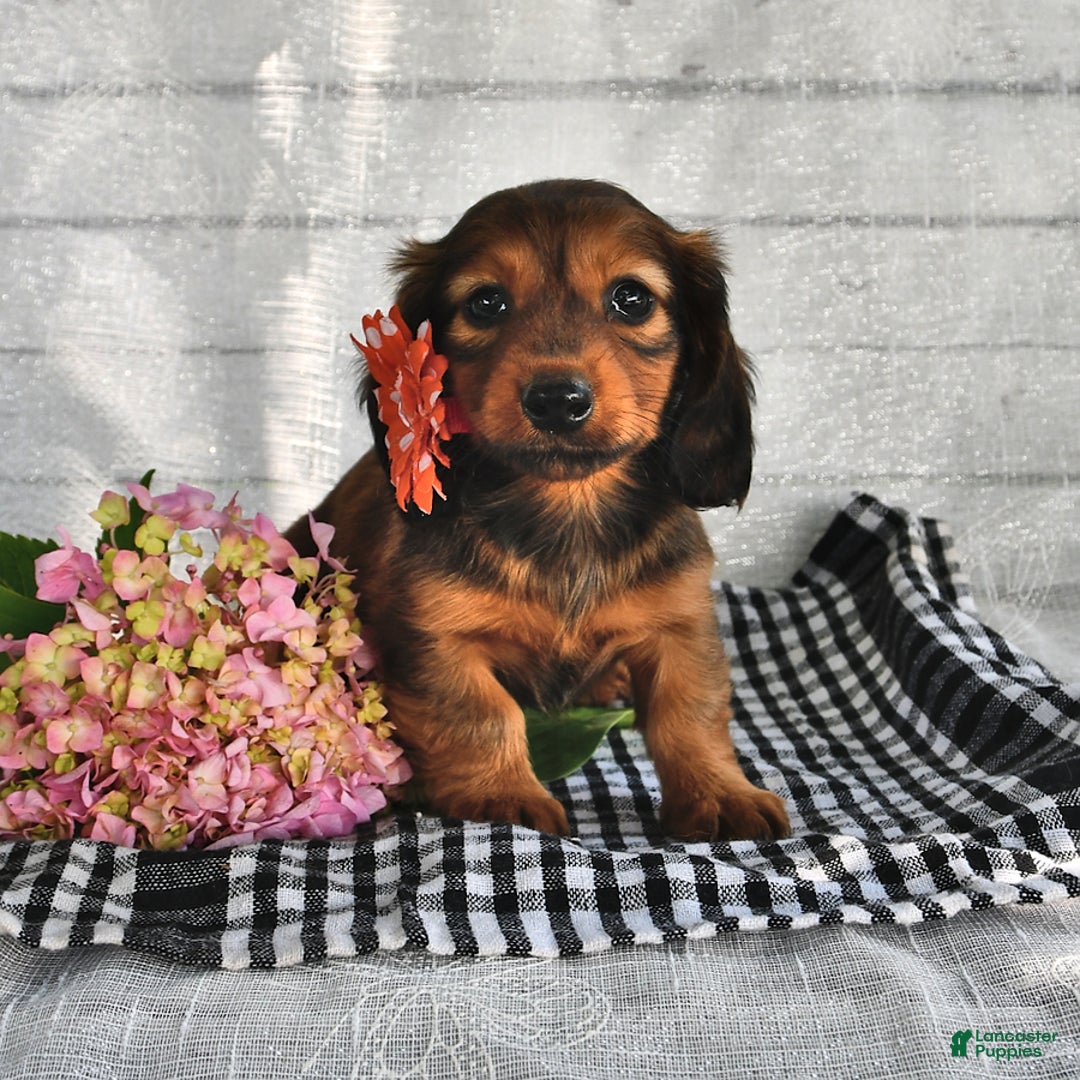 Miniature Dachshund dogs for sale: Miniature Dachshund 5 puppies - Image 5