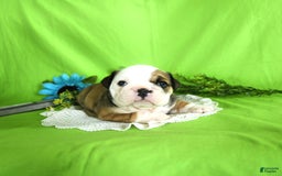 English Bulldog dogs for sale: Katrina - Image 5
