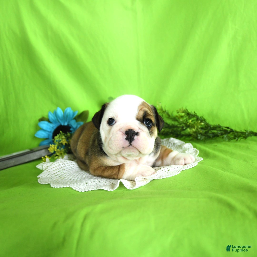 English Bulldog dogs for sale: Katrina - Image 5