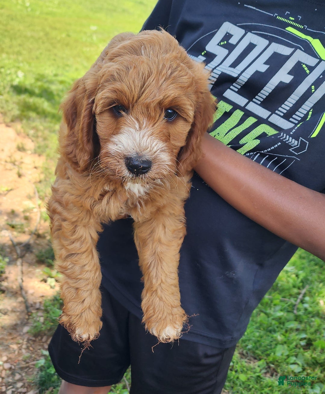 Irish Doodle dogs for sale: Celeste-mini Irish Doodle - Image 3