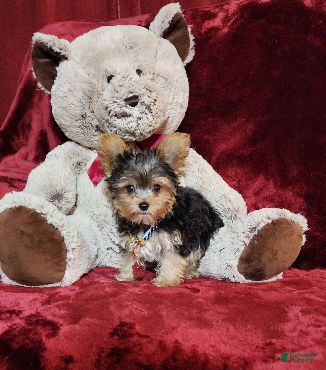 Yorkshire Terrier dogs for sale: PEANUT - Image 4