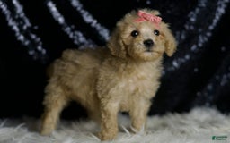 Mini Goldendoodle dogs for sale: Duckie - Image 4