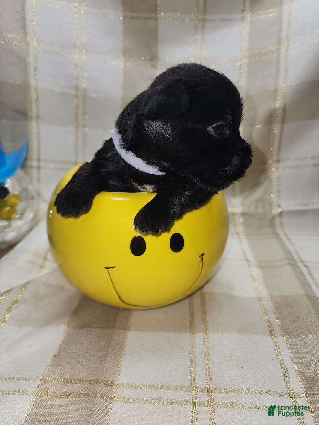 Yorkshire Terrier dogs for sale: 2 Socks - Image 2