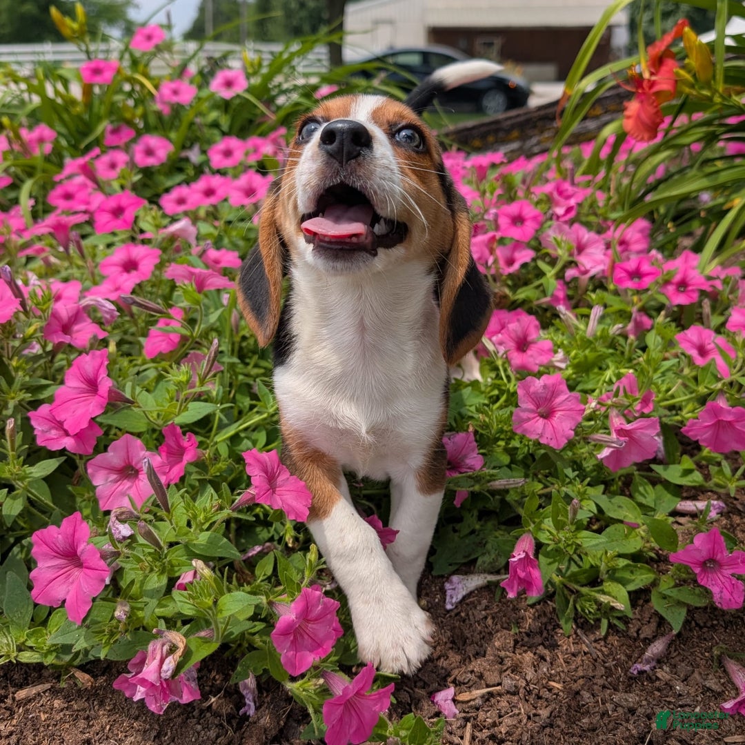 Beagle dogs for sale: Caramel - Image 4