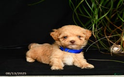 Teddy Bear dogs for sale: Ridley - Image 2