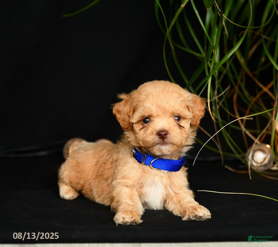 Teddy Bear dogs for sale: Ridley - Image 2