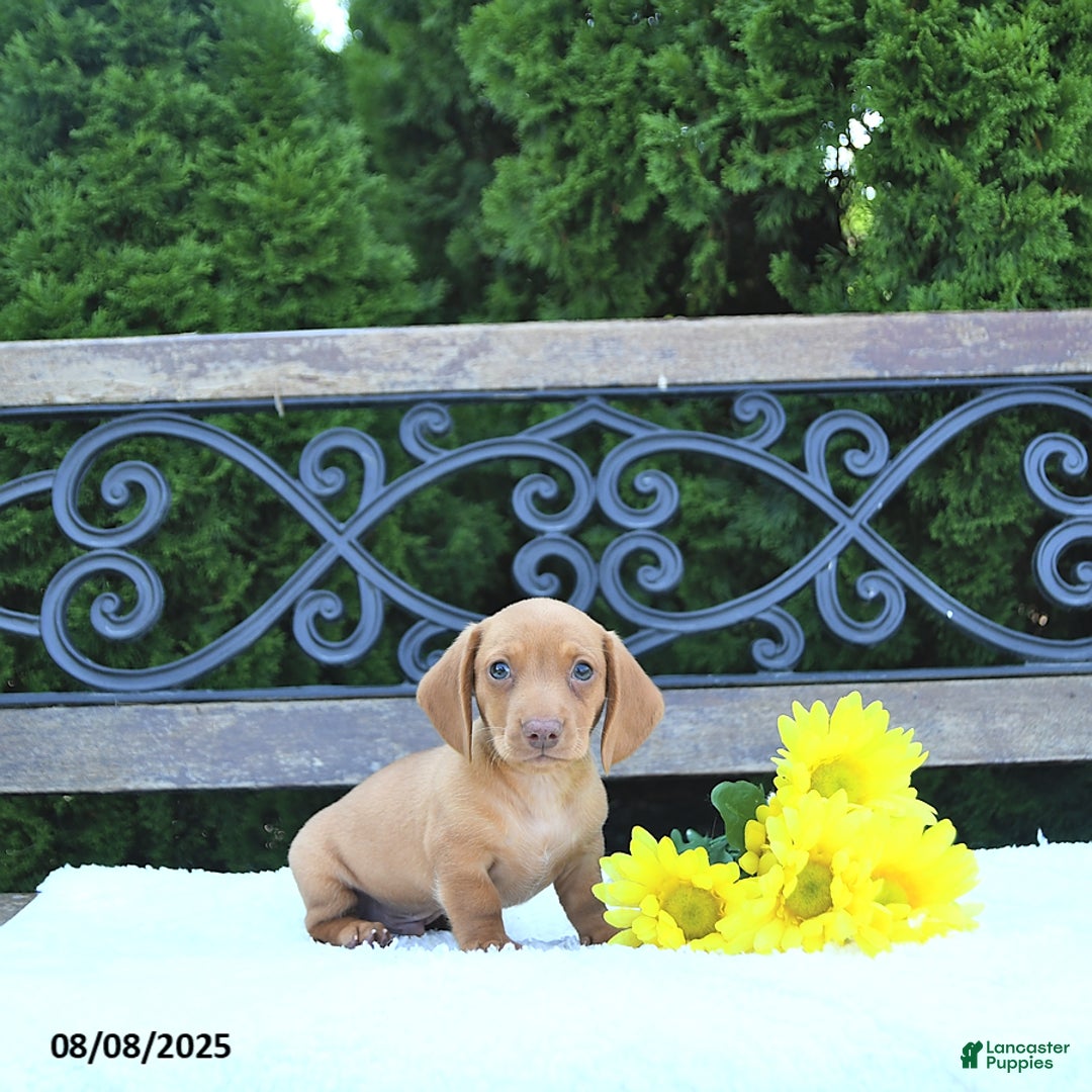 Miniature Dachshund dogs for sale: Otis - Image 5