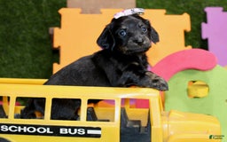 Dachshund dogs for sale: Iris - Image 2