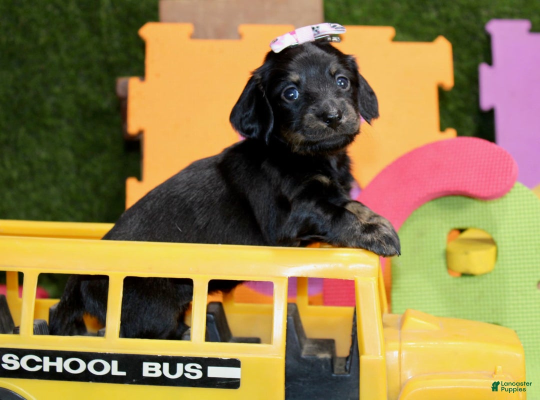 Dachshund dogs for sale: Iris - Image 2