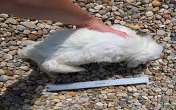Teddy Bear dogs for sale: Teddy Bear 5 puppies - Image 7