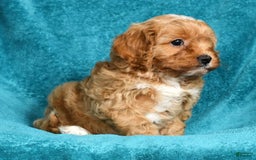 Cavapoo dogs for sale: Mighty - Image 9