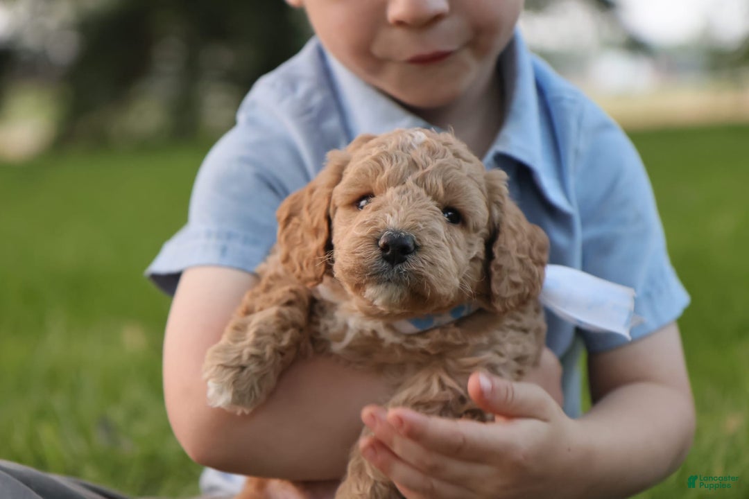 Mini Goldendoodle dogs for sale: Leo - Image 9