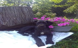 Great Dane dogs for sale: Cory - Image 3