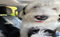Sheepadoodle dogs for sale: Cadbury - Image 3