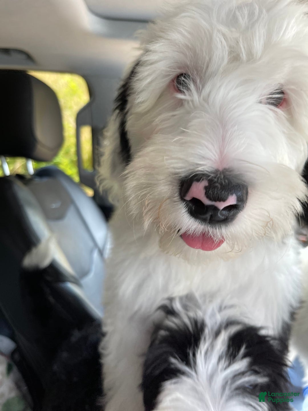 Sheepadoodle dogs for sale: Cadbury - Image 3