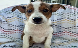 Jack Russell Terrier dogs for sale: Tilly - Image 1