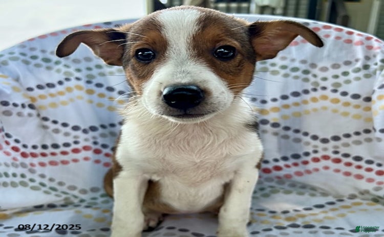 Jack Russell Terrier dogs for sale - Ad 3