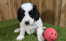 Cavapoo dogs for sale: Missy Girl 2 - Image 16