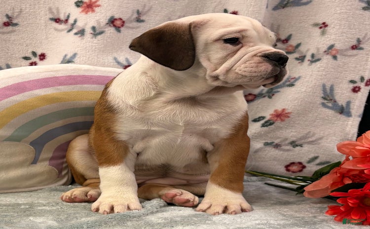 English Bulldog dogs for sale - Ad 2