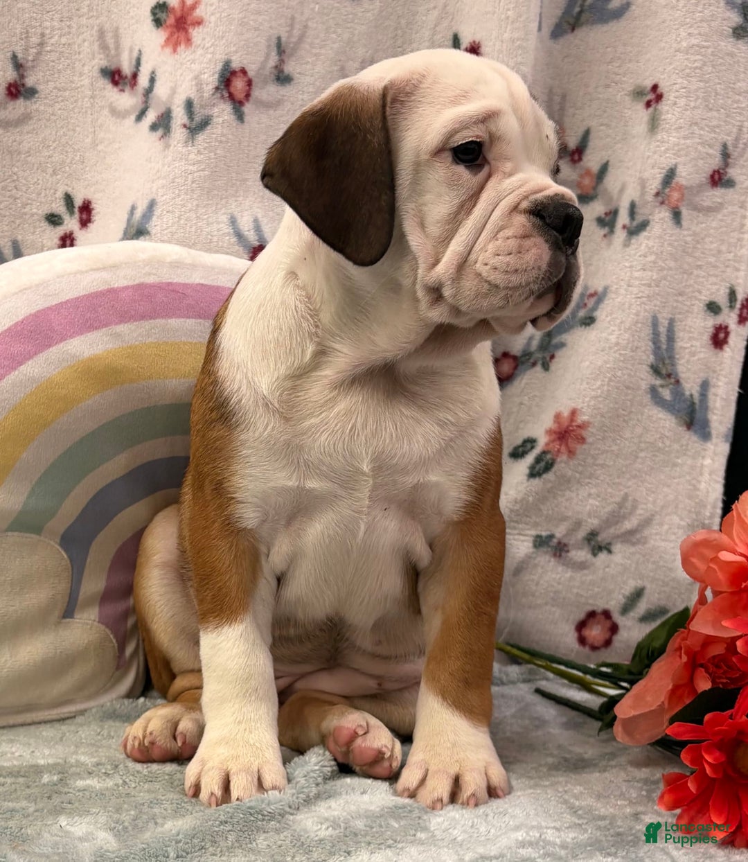 English Bulldog dogs for sale: Delight 0422 - Image 1