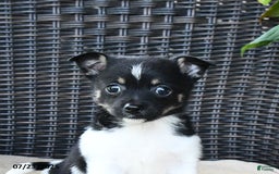 Pomeranian dogs for sale: Nala - Image 2