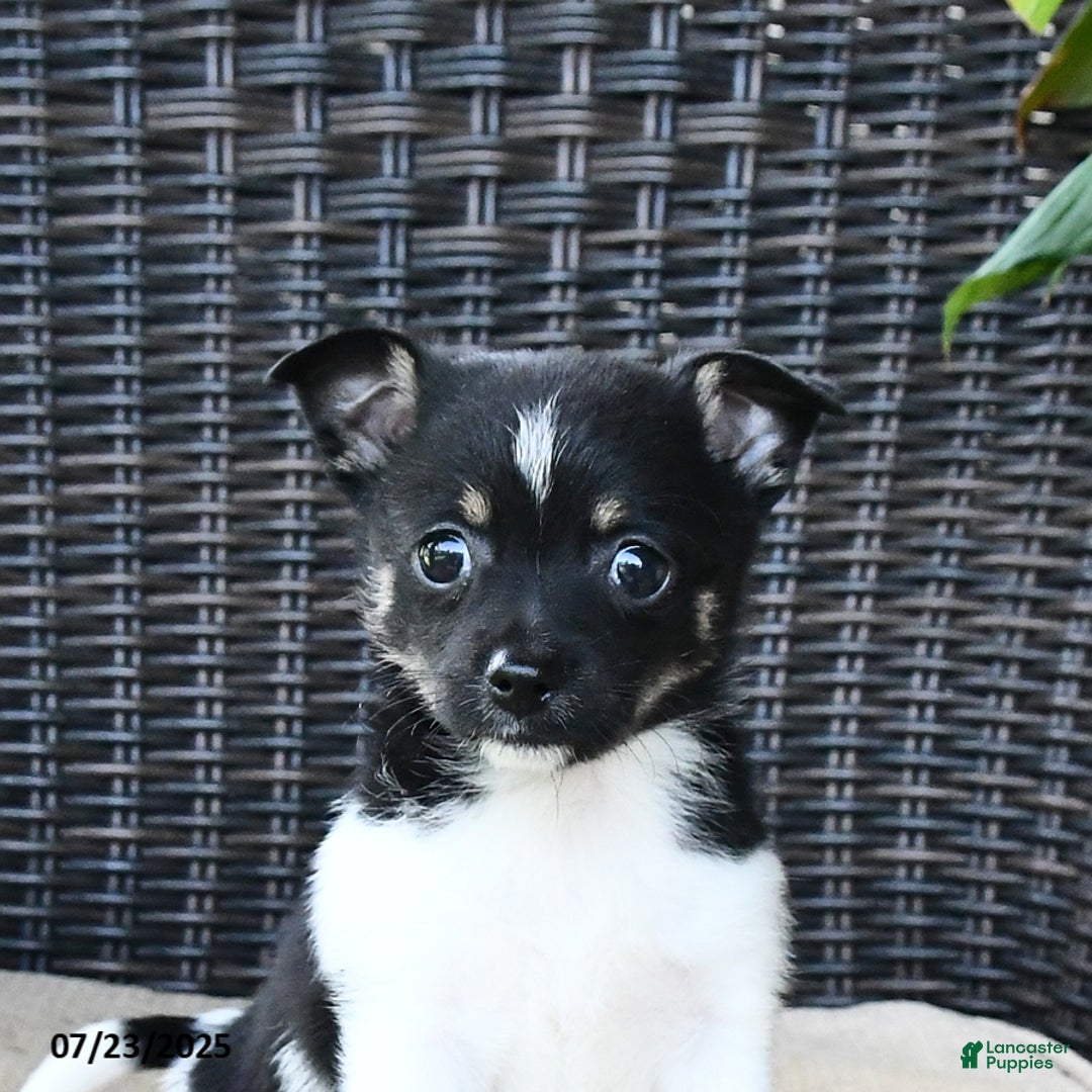 Pomeranian dogs for sale: Nala - Image 2