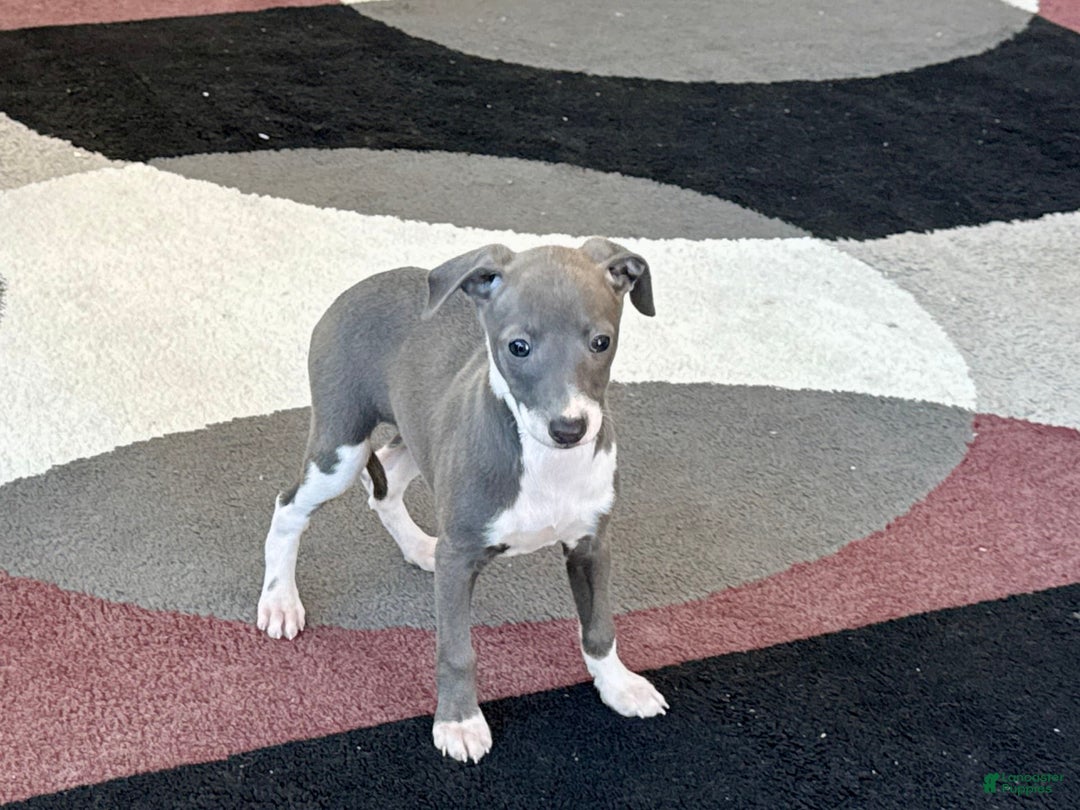 Italian Greyhound dogs for sale: KK - Image 6