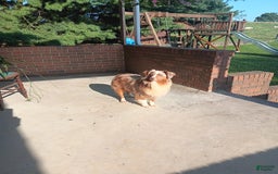Miniature Australian Shepherd dogs for sale: Alex - Image 9