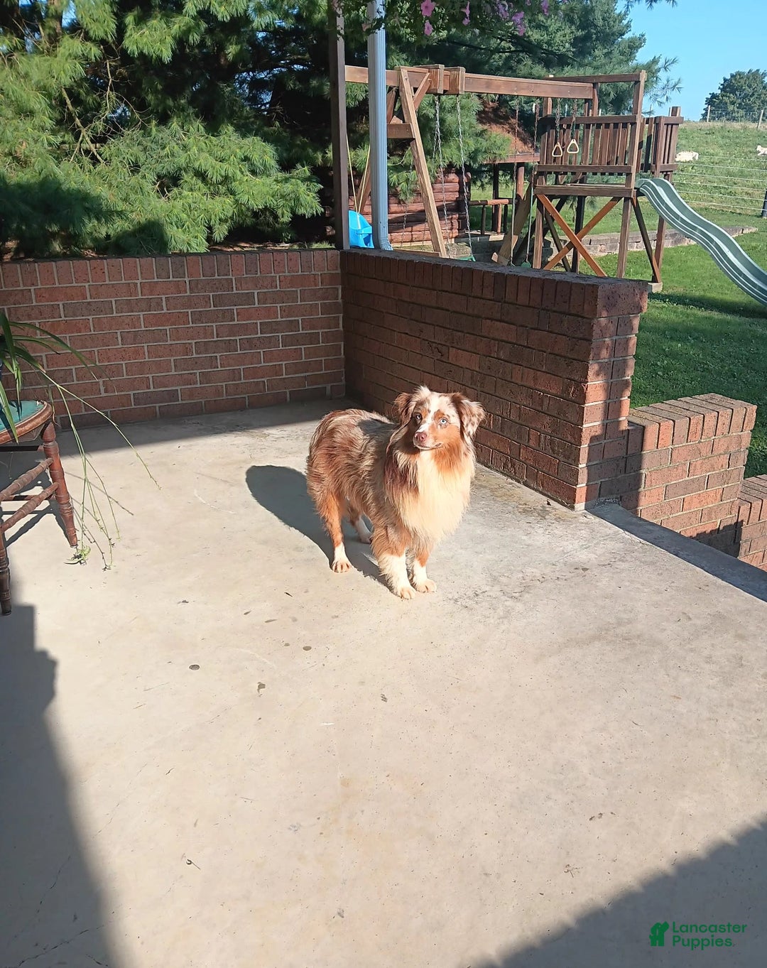 Miniature Australian Shepherd dogs for sale: Alex - Image 9