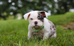Beabull dogs for sale: Chip - Image 6