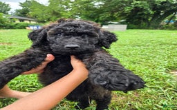 Goldendoodle dogs for sale: Rhys - Image 3
