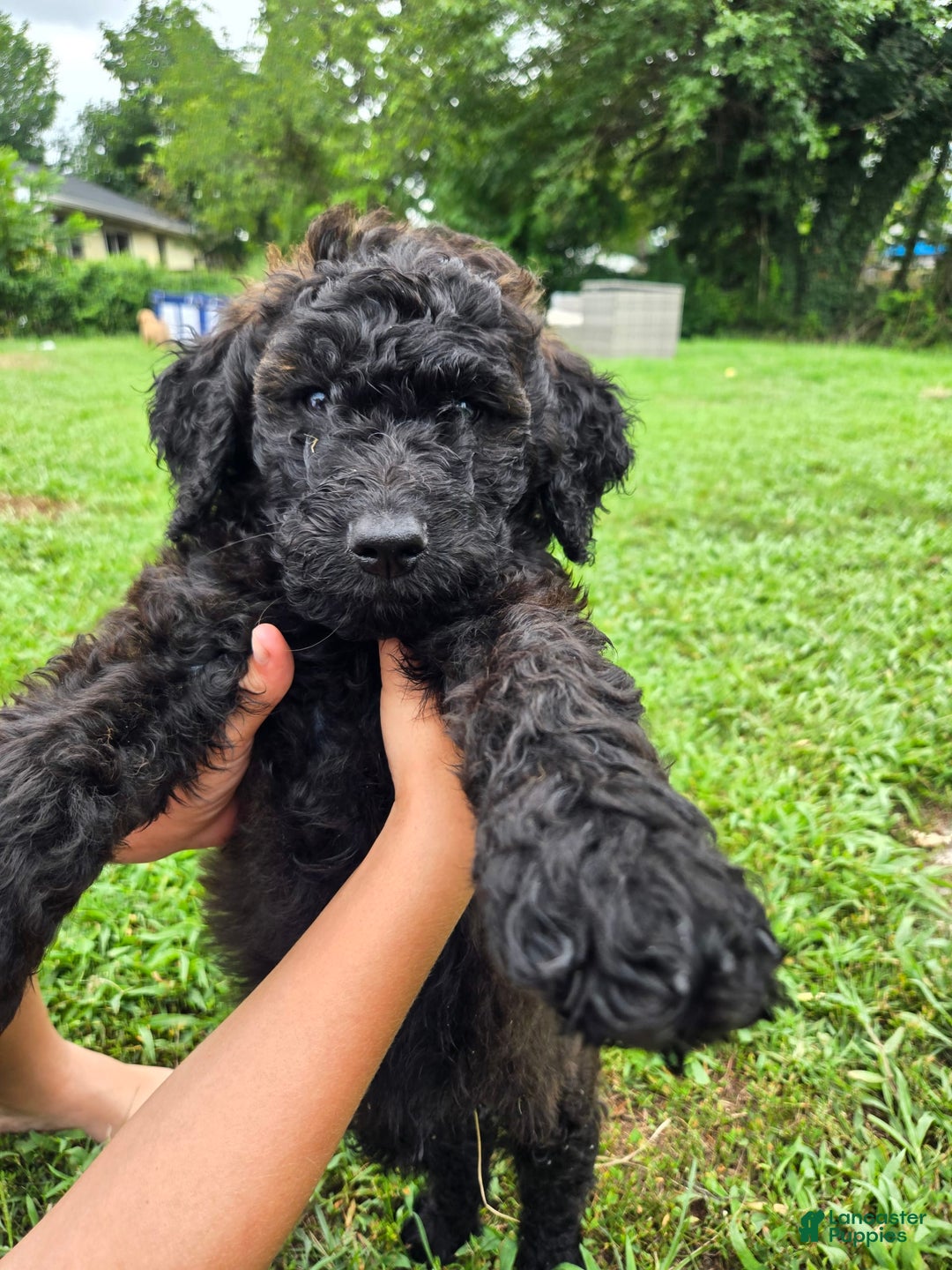 Goldendoodle dogs for sale: Rhys - Image 3
