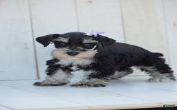 Miniature Schnauzer dogs for sale: Tizzy - Image 2
