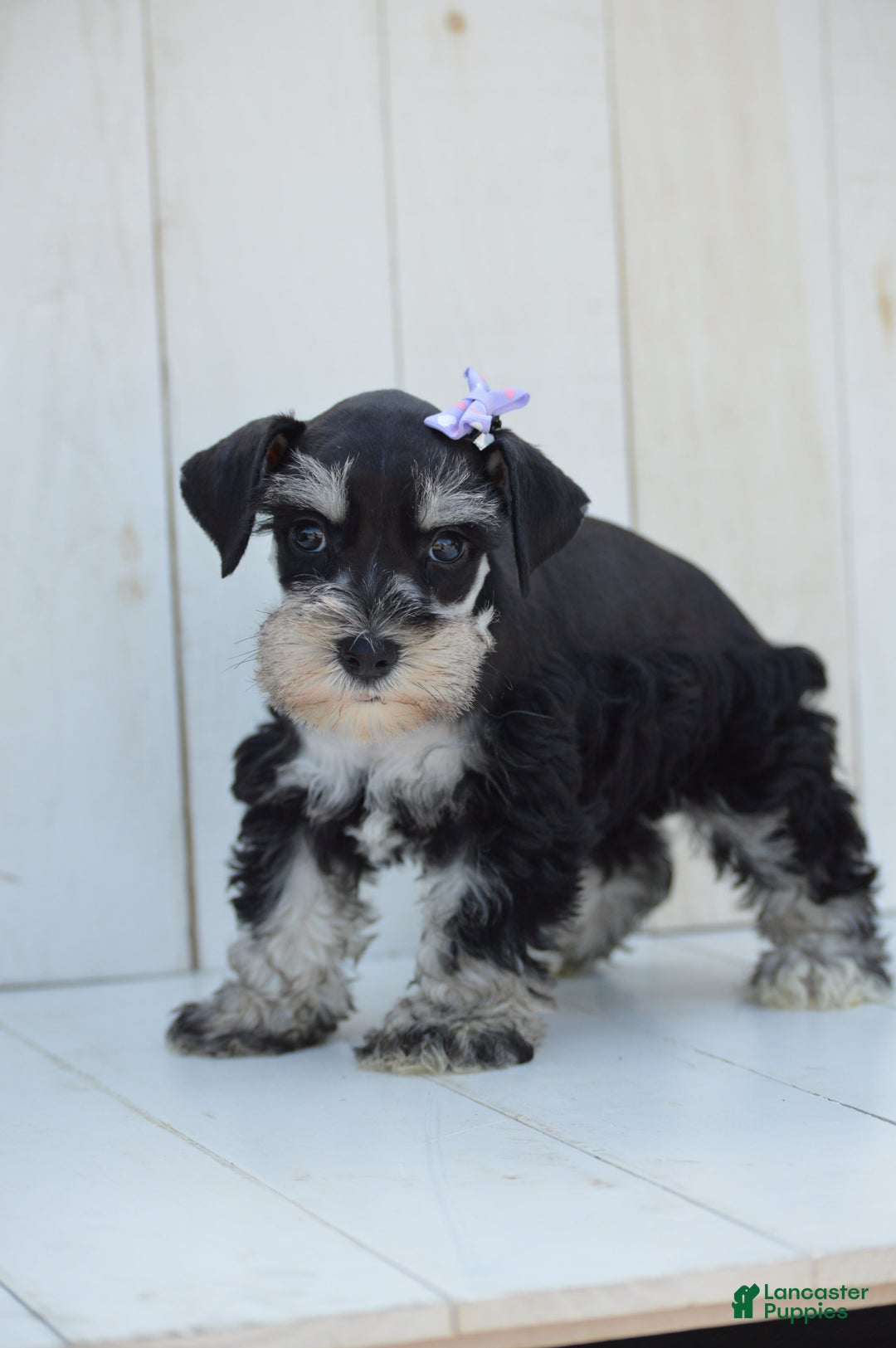 Miniature Schnauzer dogs for sale: Tizzy - Image 2