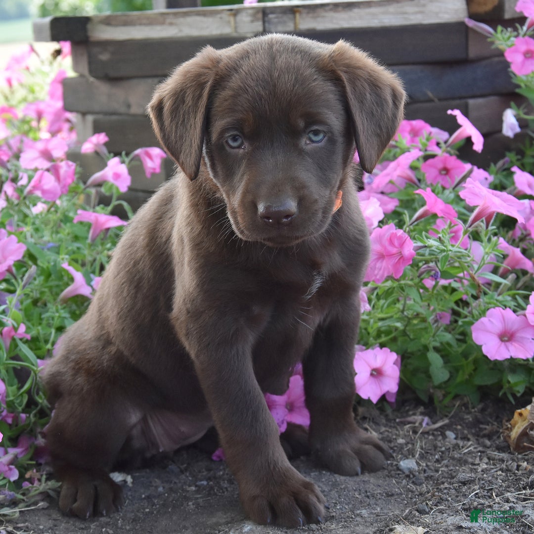 Labrador Retriever dogs for sale: Carol - Image 1